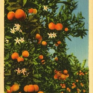 Meet your Posher, Chara